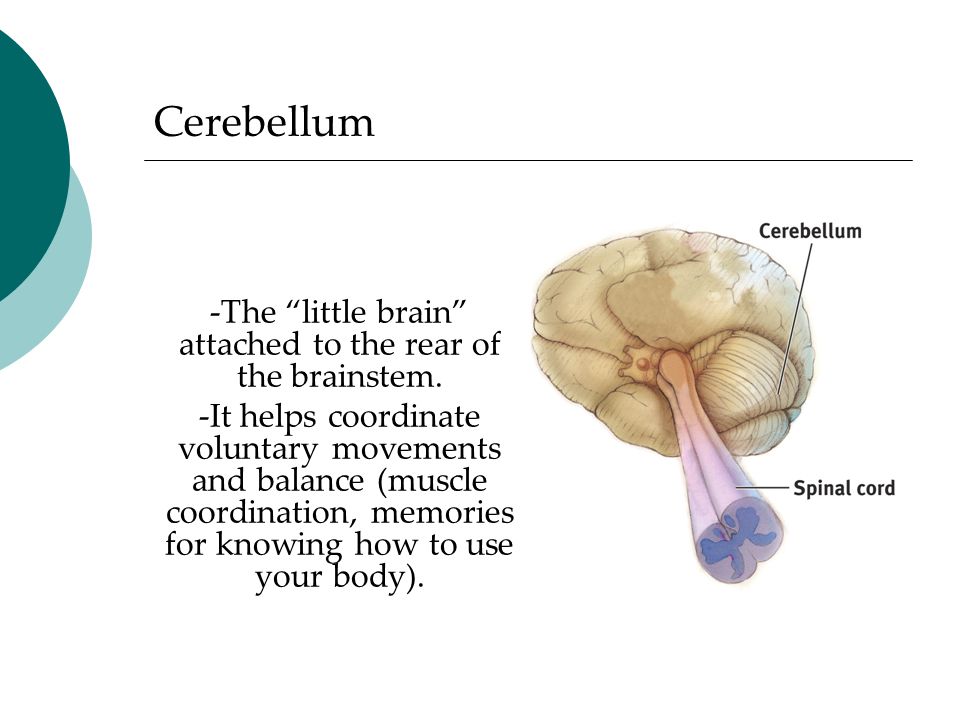 -The little brain attached to the rear of the brainstem.