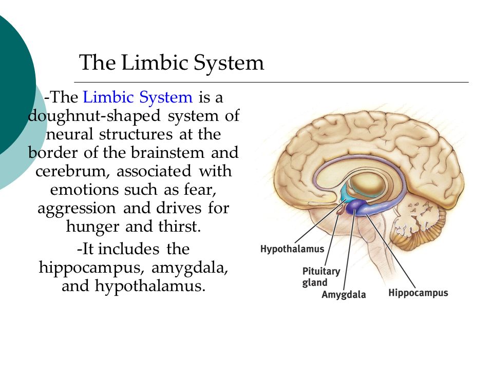 -The Limbic System is a doughnut-shaped system of neural structures at the border of the brainstem and cerebrum, associated with emotions such as fear, aggression and drives for hunger and thirst.