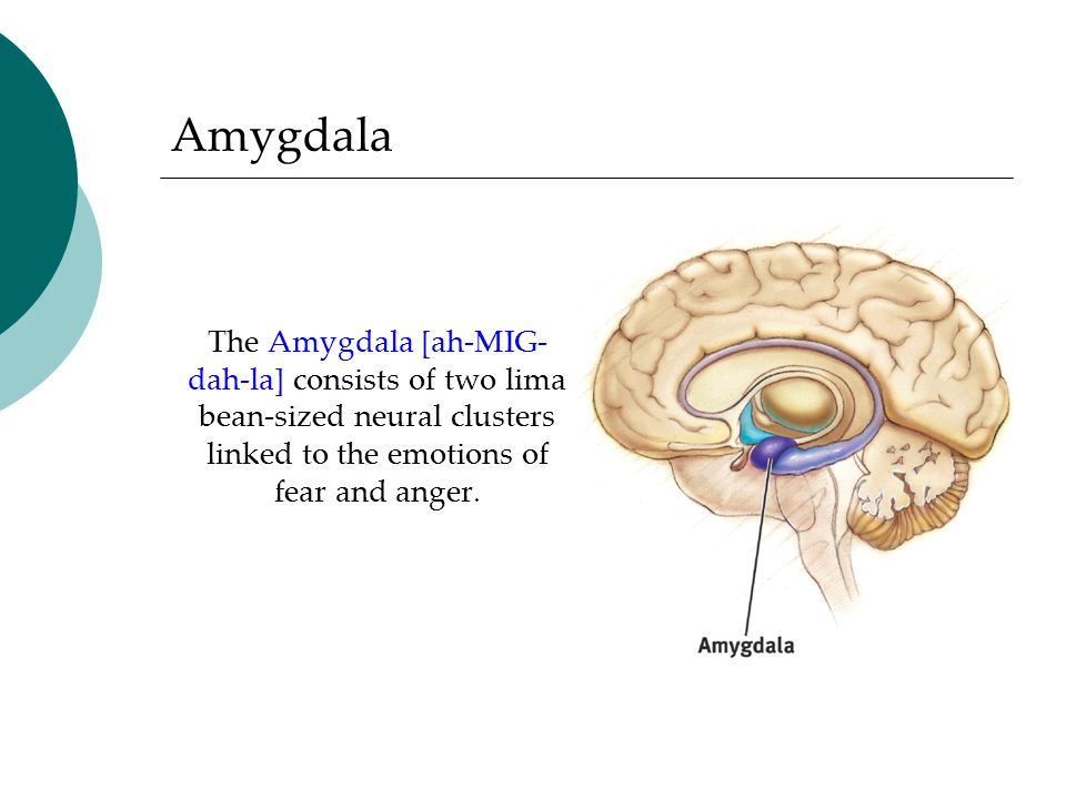 Amygdala The Amygdala [ah-MIG- dah-la] consists of two lima bean-sized neural clusters linked to the emotions of fear and anger.