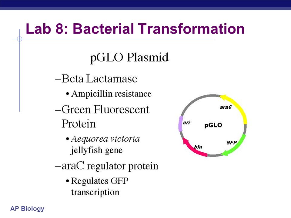 Ap biology plasmid essay rubric