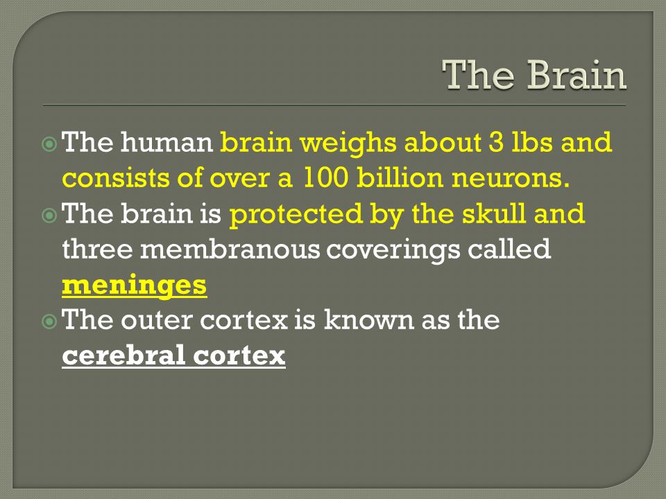  The human brain weighs about 3 lbs and consists of over a 100 billion neurons.