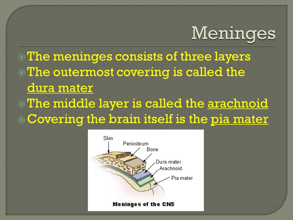  The meninges consists of three layers  The outermost covering is called the dura mater  The middle layer is called the arachnoid  Covering the brain itself is the pia mater