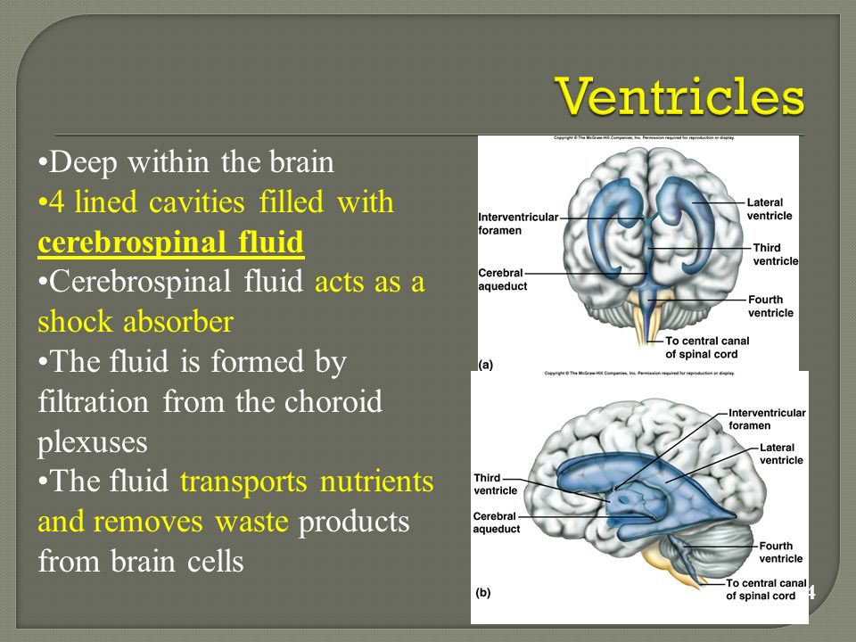Deep within the brain 4 lined cavities filled with cerebrospinal fluid Cerebrospinal fluid acts as a shock absorber The fluid is formed by filtration from the choroid plexuses The fluid transports nutrients and removes waste products from brain cells 11-4