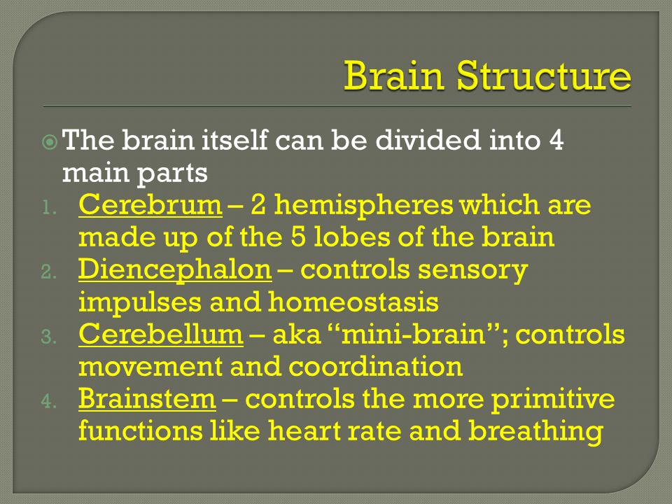  The brain itself can be divided into 4 main parts 1.