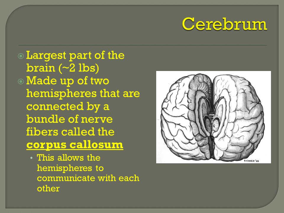  Largest part of the brain (~2 lbs)  Made up of two hemispheres that are connected by a bundle of nerve fibers called the corpus callosum This allows the hemispheres to communicate with each other