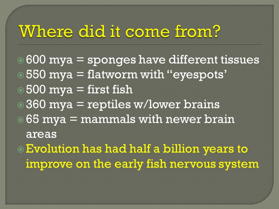  600 mya = sponges have different tissues  550 mya = flatworm with eyespots’  500 mya = first fish  360 mya = reptiles w/lower brains  65 mya = mammals with newer brain areas  Evolution has had half a billion years to improve on the early fish nervous system