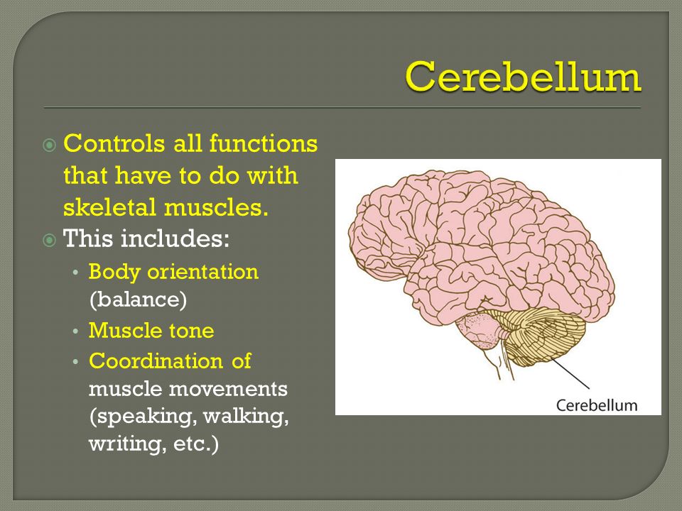  Controls all functions that have to do with skeletal muscles.