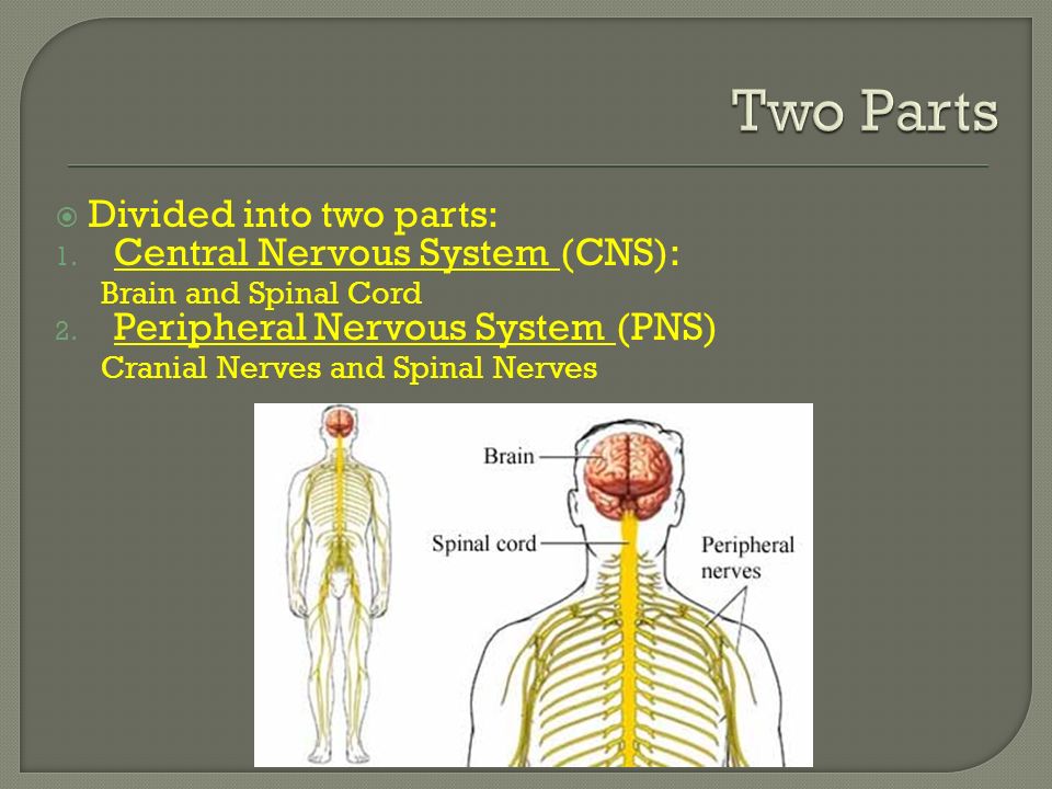  Divided into two parts: 1. Central Nervous System (CNS): Brain and Spinal Cord 2.