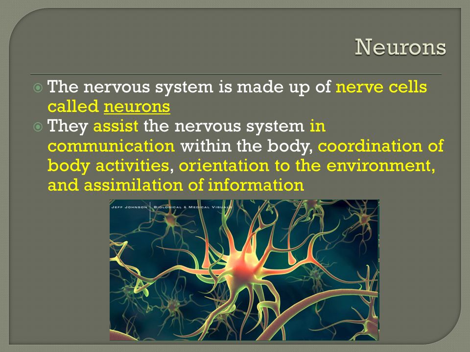  The nervous system is made up of nerve cells called neurons  They assist the nervous system in communication within the body, coordination of body activities, orientation to the environment, and assimilation of information