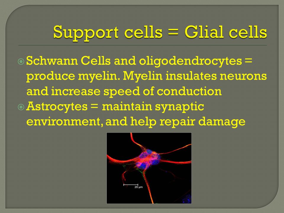  Schwann Cells and oligodendrocytes = produce myelin.