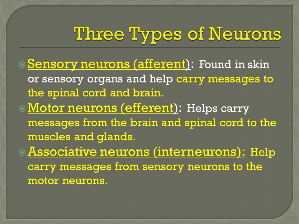 Sensory neurons (afferent): Found in skin or sensory organs and help carry messages to the spinal cord and brain.