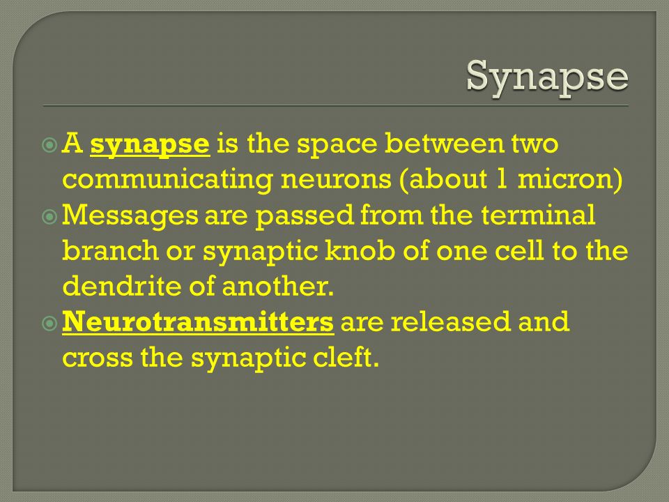  A synapse is the space between two communicating neurons (about 1 micron)  Messages are passed from the terminal branch or synaptic knob of one cell to the dendrite of another.