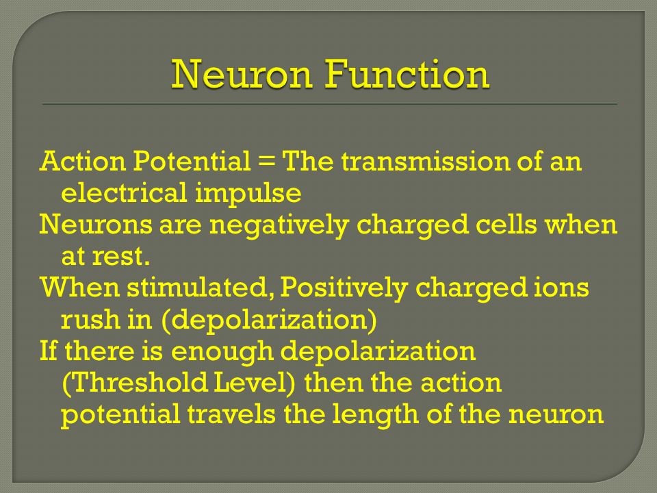 Action Potential = The transmission of an electrical impulse Neurons are negatively charged cells when at rest.