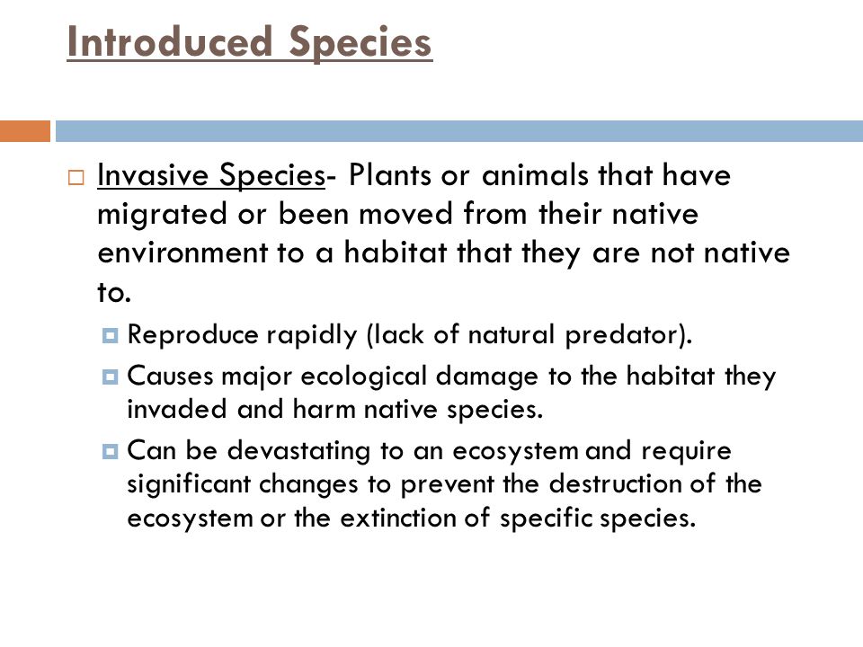 Introduced Species  Invasive Species- Plants or animals that have migrated or been moved from their native environment to a habitat that they are not native to.