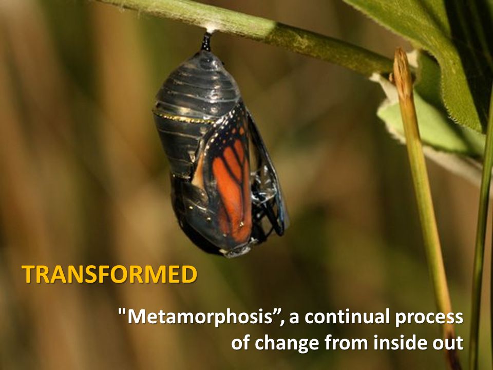 TRANSFORMED Metamorphosis , a continual process of change from inside out