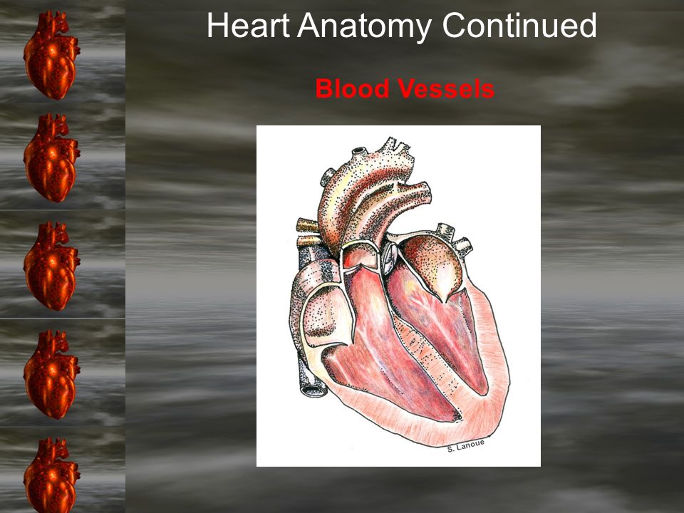 introduction basic anatomy of the heart chapter learning objectives the heart and muscles form from the embryonic