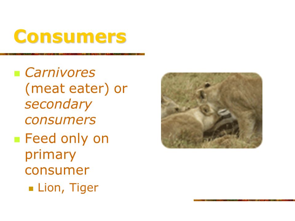 Consumers Herbivores (plant-eaters) or primary consumers Feed directly on producers Deer, goats, rabbits