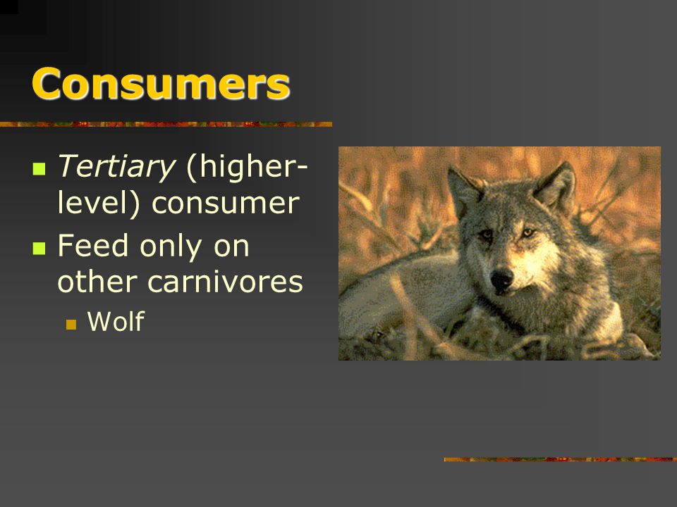Consumers Carnivores (meat eater) or secondary consumers Feed only on primary consumer Lion, Tiger