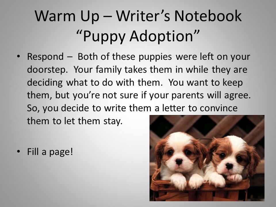 Warm Up – Writer’s Notebook Puppy Adoption Respond – Both of these puppies were left on your doorstep.