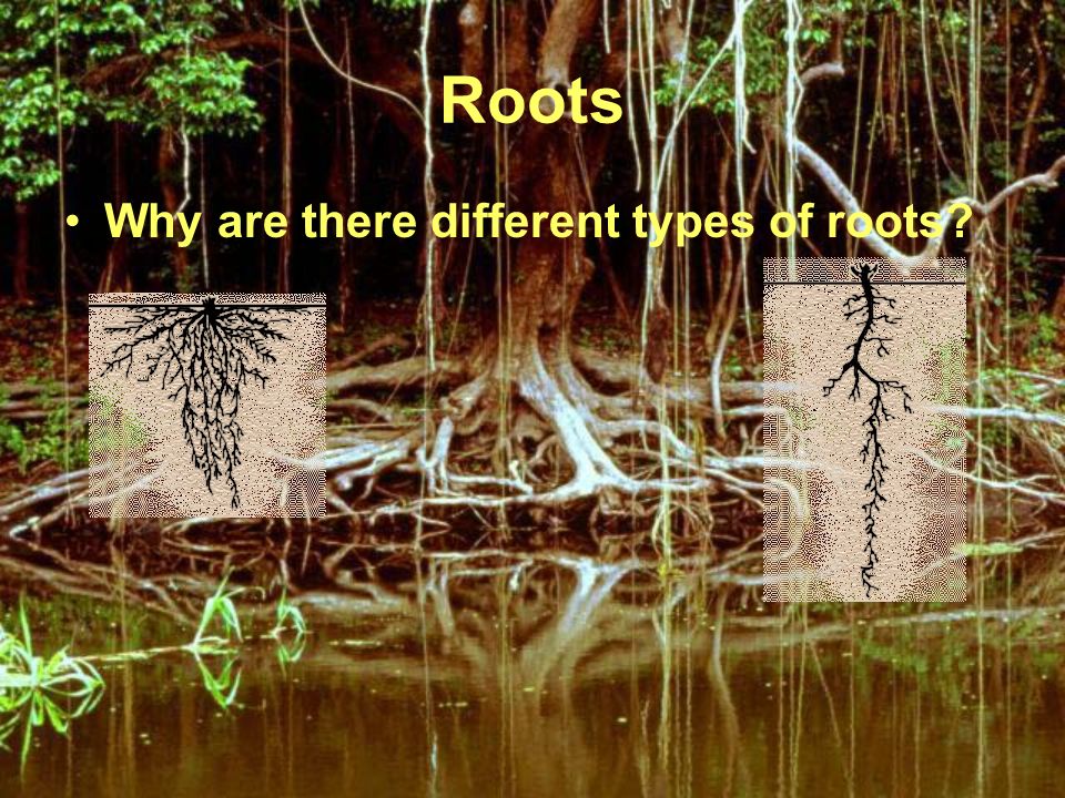 Roots Why are there different types of roots