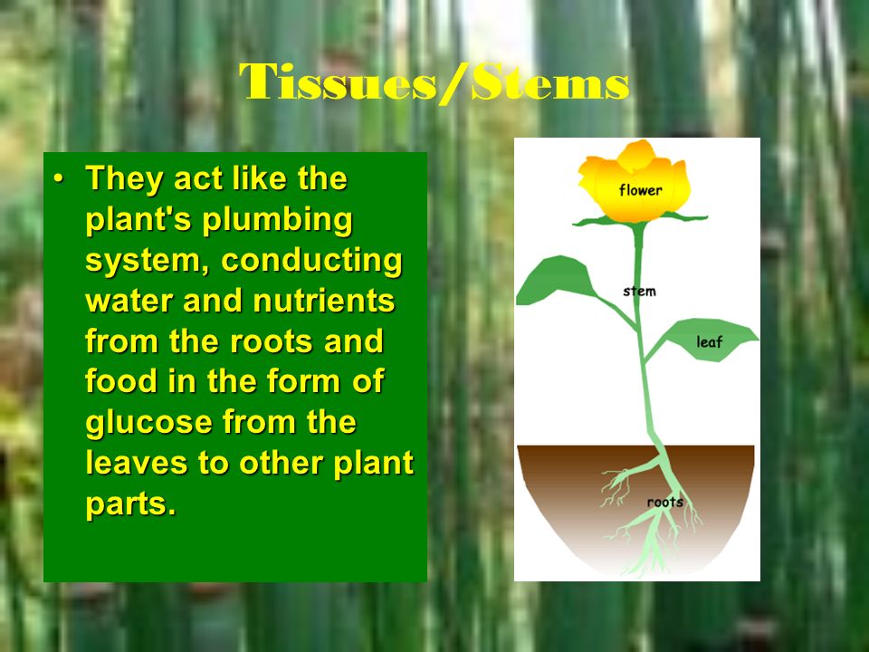 Tissues/Stems They act like the plant s plumbing system, conducting water and nutrients from the roots and food in the form of glucose from the leaves to other plant parts.They act like the plant s plumbing system, conducting water and nutrients from the roots and food in the form of glucose from the leaves to other plant parts.