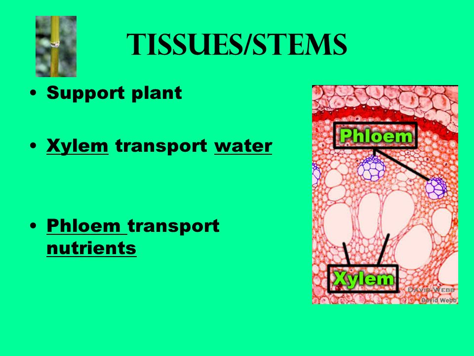 Tissues/STEMS Support plant Xylem transport water Phloem transport nutrients