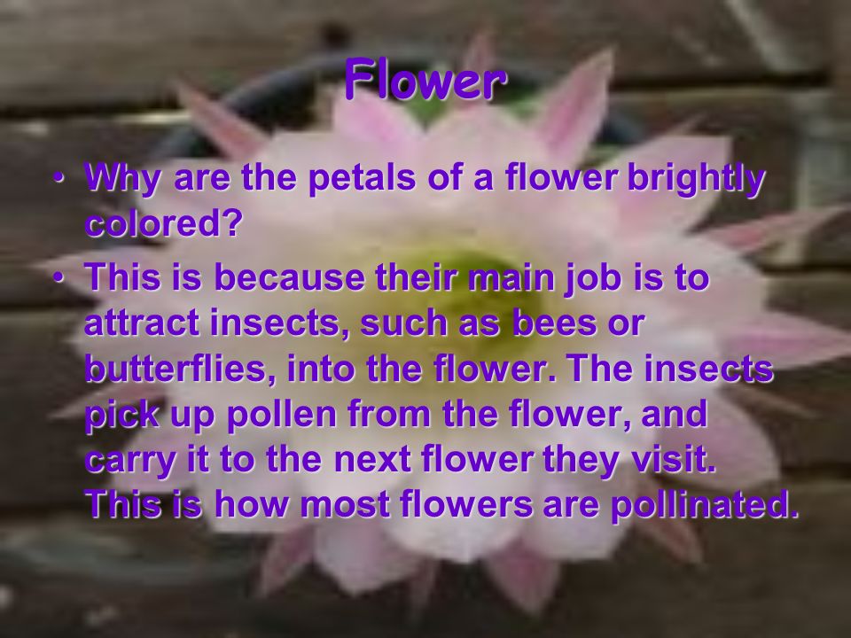 Flower Why are the petals of a flower brightly colored Why are the petals of a flower brightly colored.