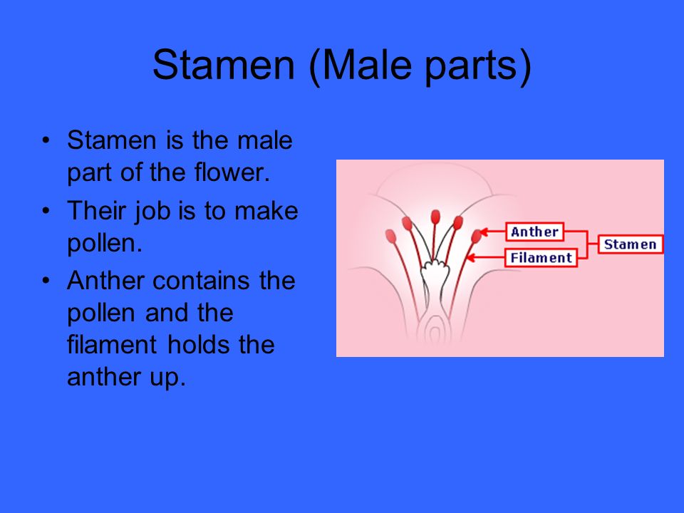 Stamen (Male parts) Stamen is the male part of the flower.
