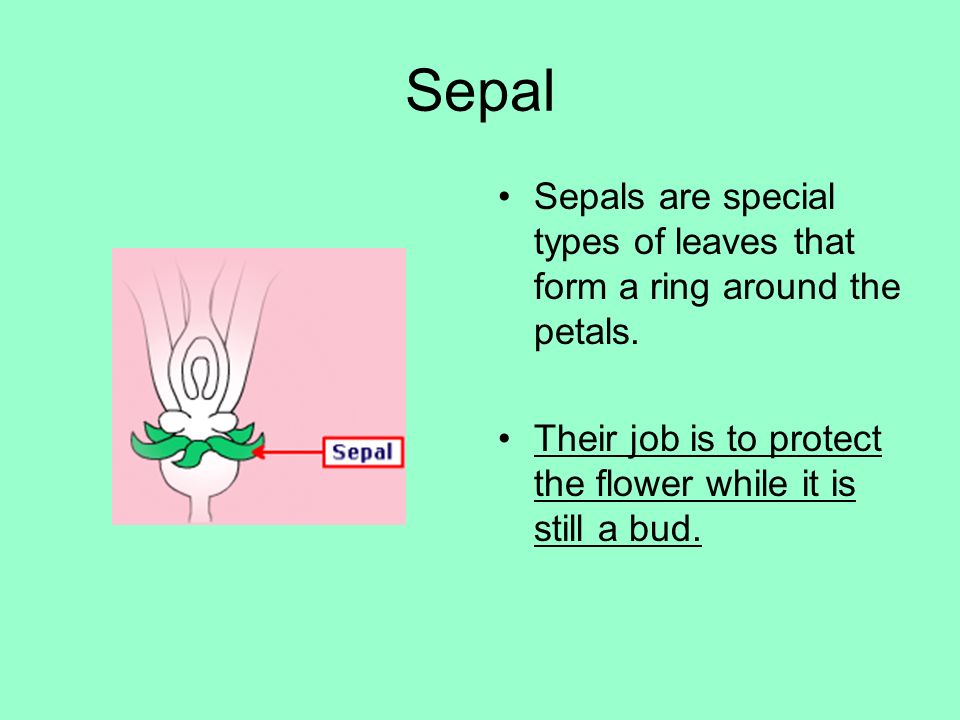 Sepal Sepals are special types of leaves that form a ring around the petals.