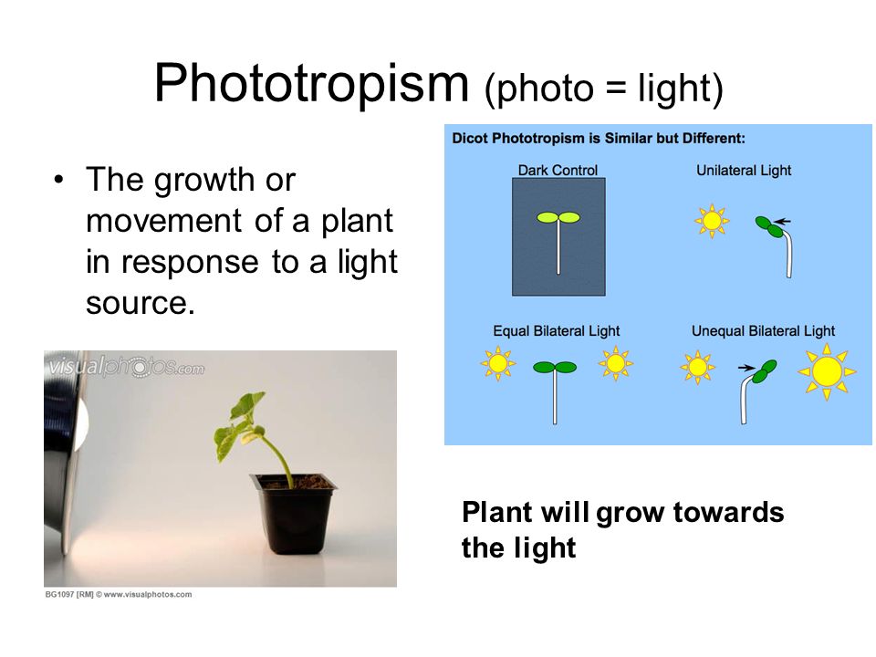 Phototropism (photo = light) The growth or movement of a plant in response to a light source.
