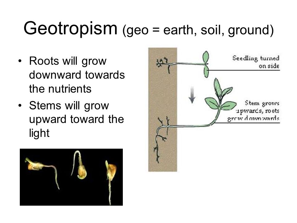 Geotropism (geo = earth, soil, ground) Roots will grow downward towards the nutrients Stems will grow upward toward the light