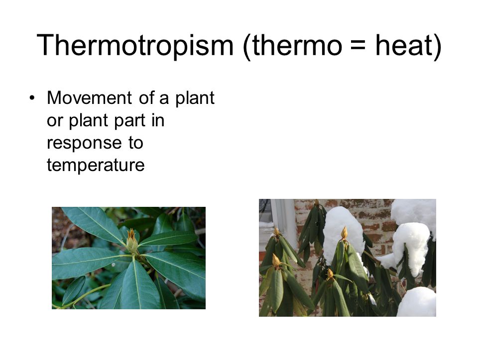 Thermotropism (thermo = heat) Movement of a plant or plant part in response to temperature