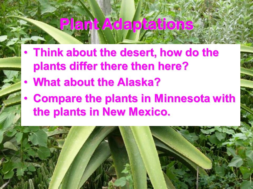 Plant Adaptations Think about the desert, how do the plants differ there then here Think about the desert, how do the plants differ there then here.