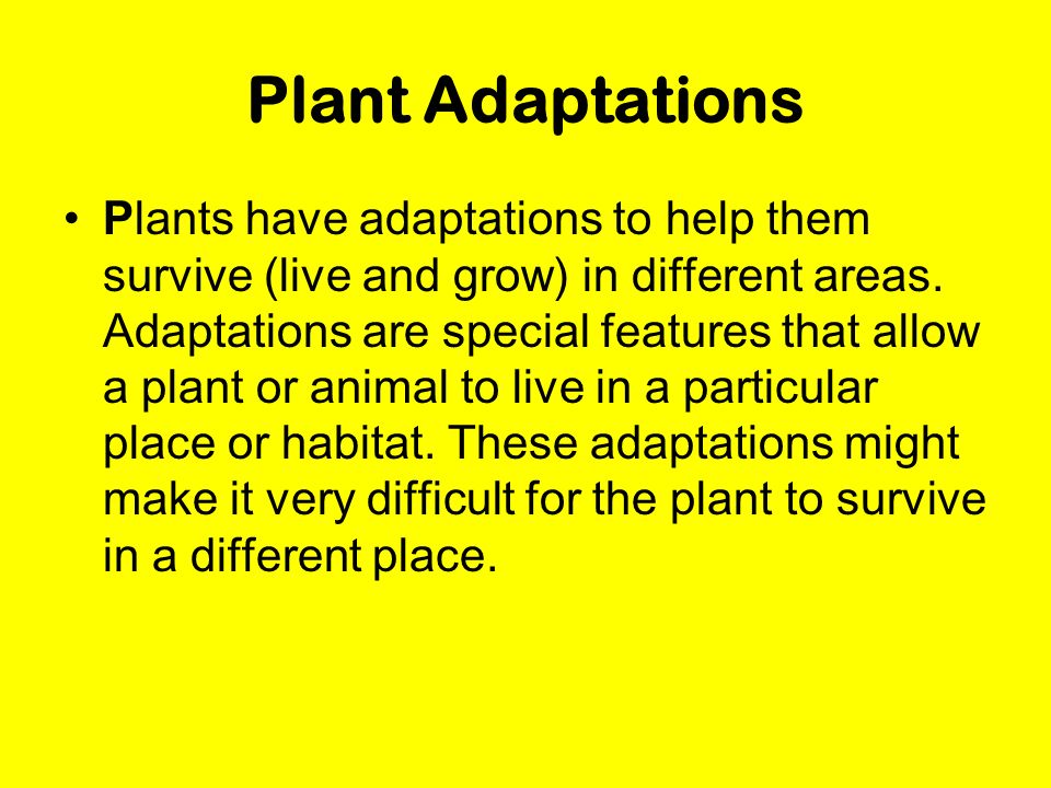 Plant Adaptations Plants have adaptations to help them survive (live and grow) in different areas.