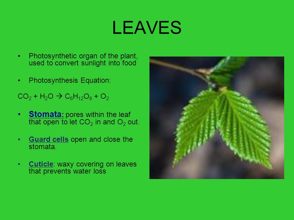 LEAVES Photosynthetic organ of the plant, used to convert sunlight into food Photosynthesis Equation: CO 2 + H 2 O  C 6 H 12 O 6 + O 2 Stomata : pores within the leaf that open to let CO 2 in and O 2 out.