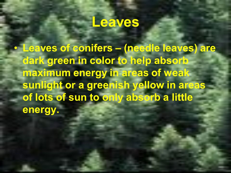 Leaves of conifers – (needle leaves) are dark green in color to help absorb maximum energy in areas of weak sunlight or a greenish yellow in areas of lots of sun to only absorb a little energy.