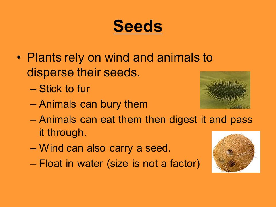 Seeds Plants rely on wind and animals to disperse their seeds.