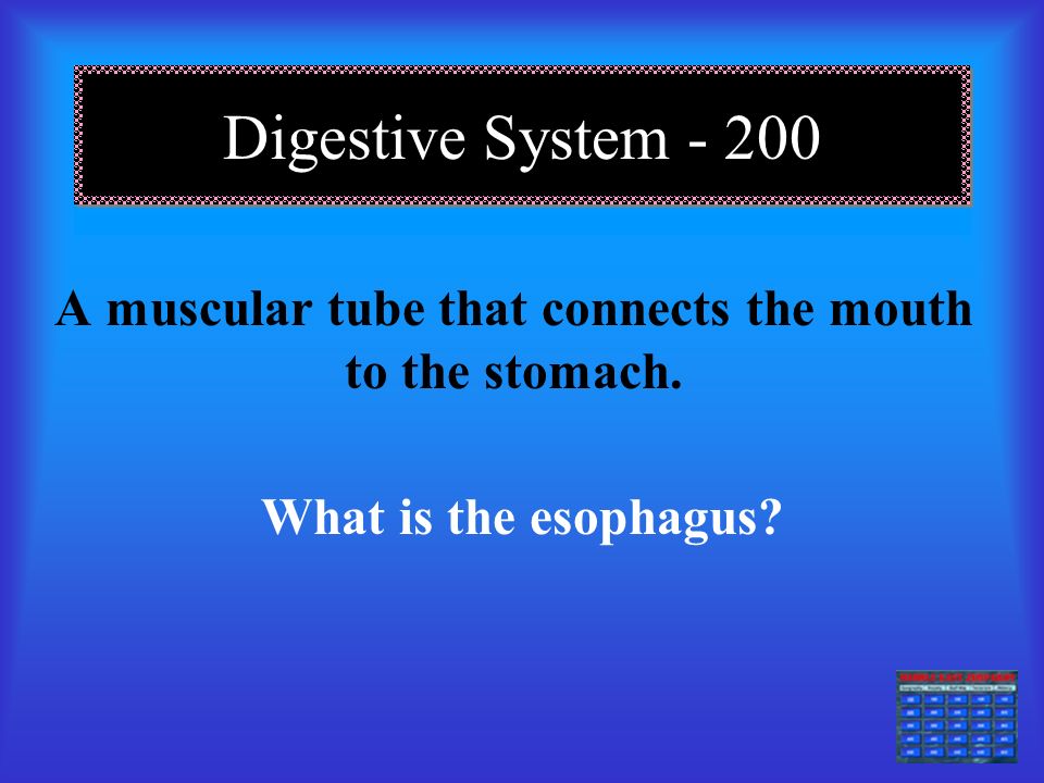 Digestive System Digestion using teeth and stomach that physically breaks food into smaller pieces What is mechanical digestion
