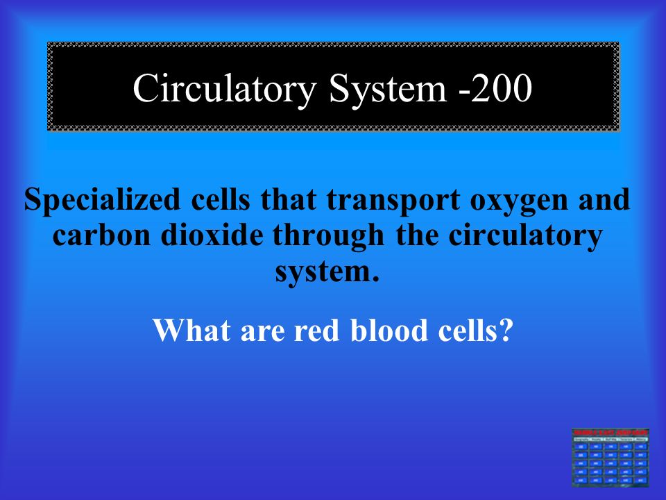 Circulatory System The major organ of the circulatory system What is the heart