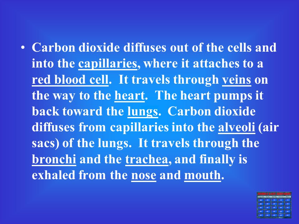 Write a paragraph describing the journey of a carbon dioxide molecule from a cell, all the way until it is exhaled from the body.