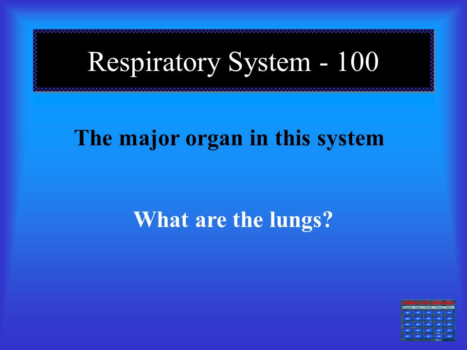 Humanbodysystems Human body systems Respiratory System Digestive System Circulatory System Systems Connected FINAL