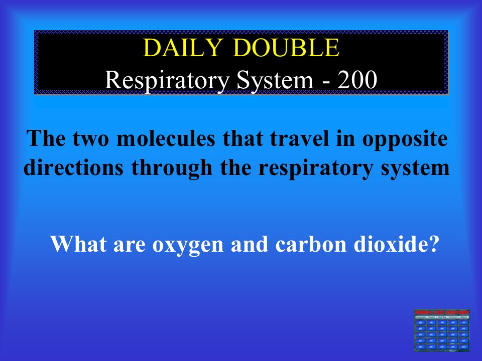 Respiratory System The major organ in this system What are the lungs