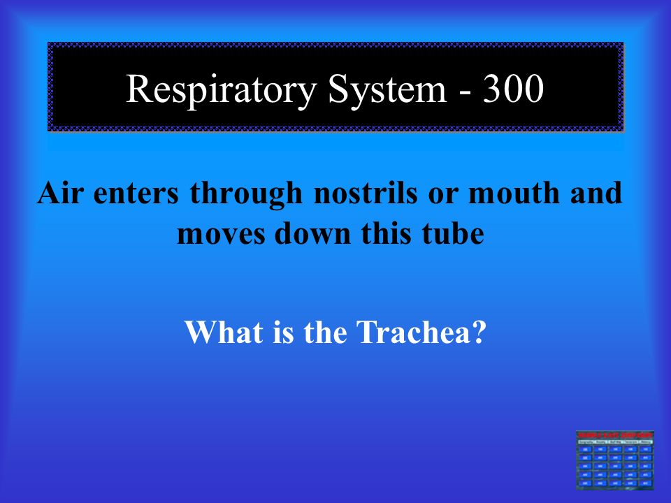 DAILY DOUBLE Respiratory System The two molecules that travel in opposite directions through the respiratory system What are oxygen and carbon dioxide