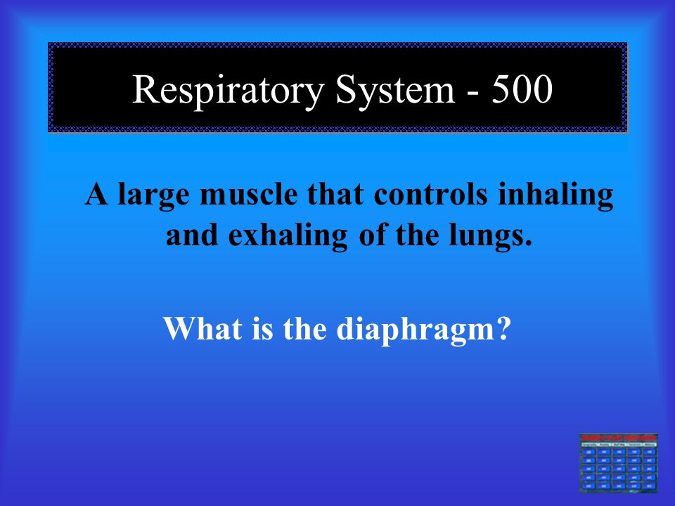 Respiratory System The different branches inside the lungs What are bronchi