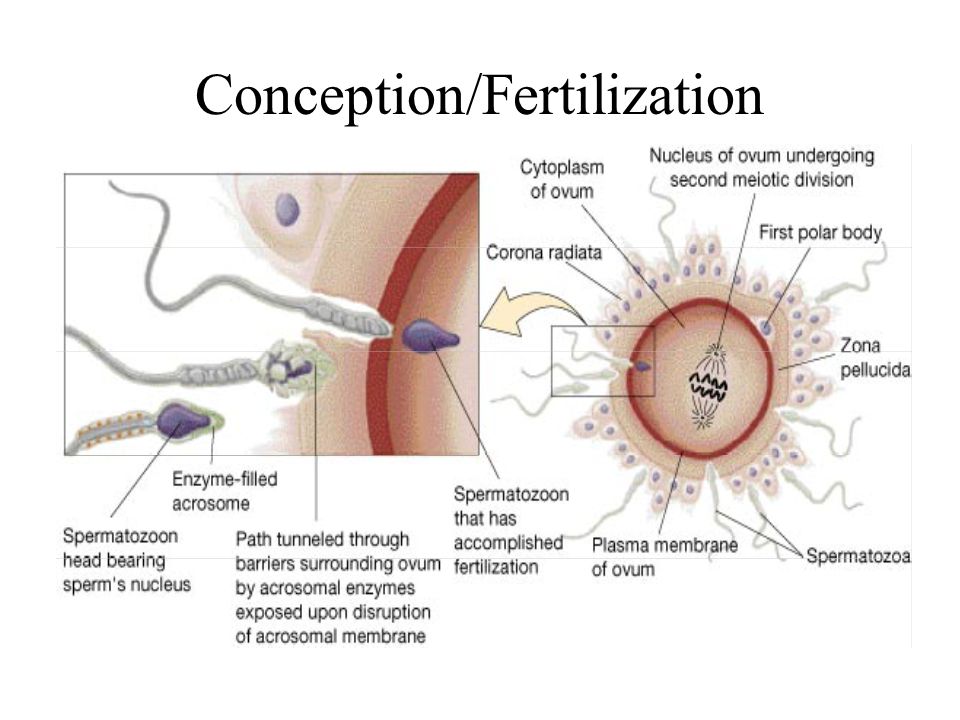 Sperm motility and conception