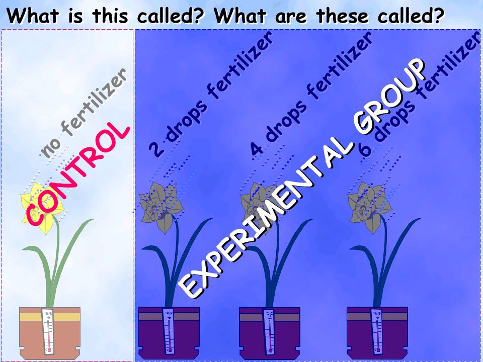 no fertilizer 2 drops fertilizer 4 drops fertilizer 6 drops fertilizer What is this called.