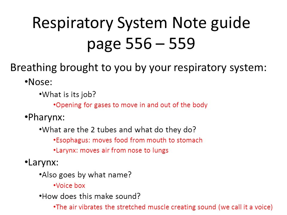 Respiratory System Note guide page 556 – 559 Breathing brought to you by your respiratory system: Nose: What is its job.