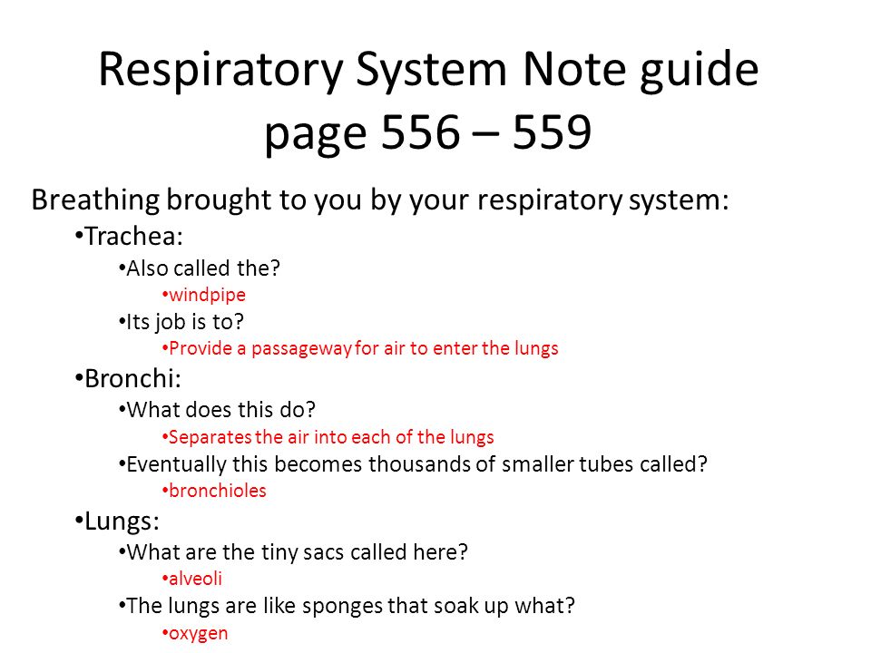 Respiratory System Note guide page 556 – 559 Breathing brought to you by your respiratory system: Trachea: Also called the.