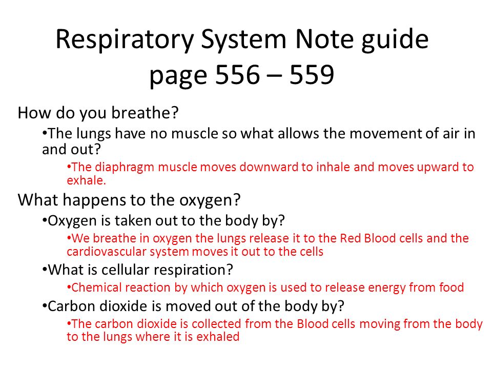Respiratory System Note guide page 556 – 559 How do you breathe.
