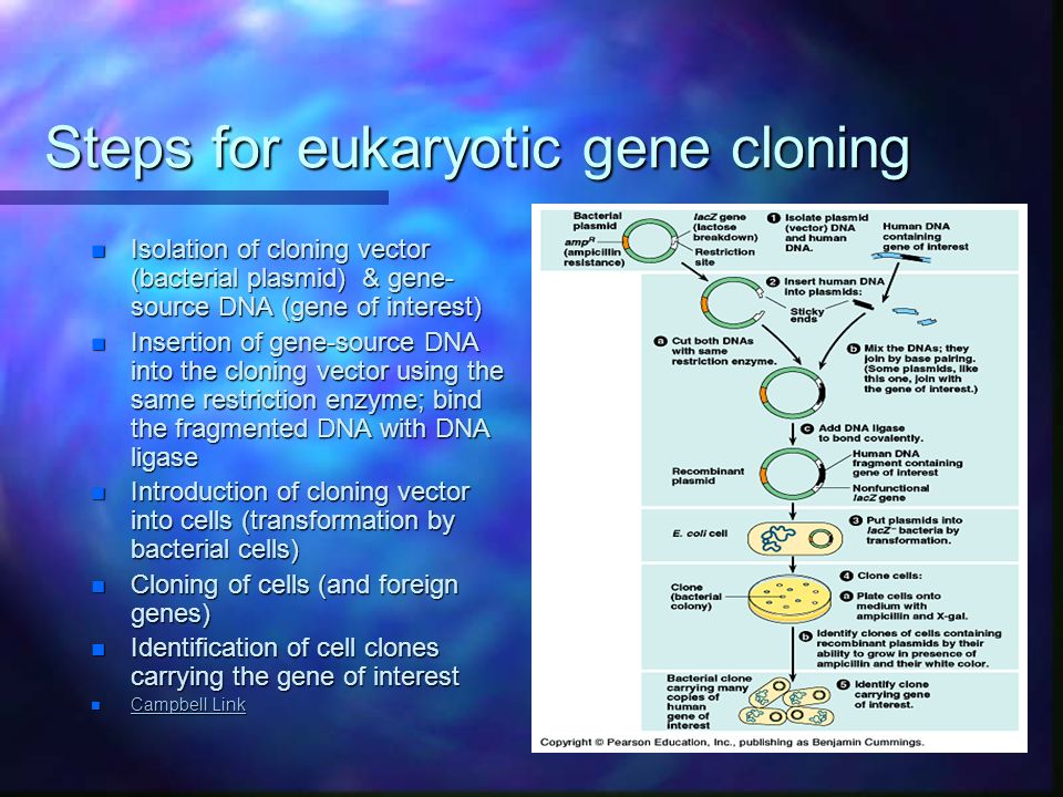 Steps for eukaryotic gene cloning n Isolation of cloning vector (bacterial plasmid) & gene- source DNA (gene of interest) n Insertion of gene-source DNA into the cloning vector using the same restriction enzyme; bind the fragmented DNA with DNA ligase n Introduction of cloning vector into cells (transformation by bacterial cells) n Cloning of cells (and foreign genes) n Identification of cell clones carrying the gene of interest n Campbell Link Campbell Link Campbell Link